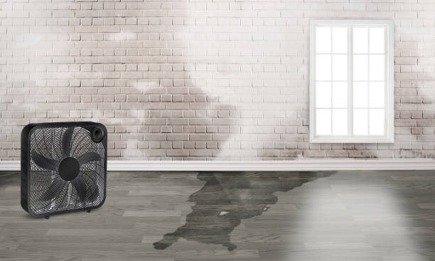 Best Water damage contractors near me  in Arcadia, IN